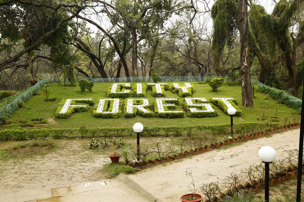 City-Forest-1-1024x683