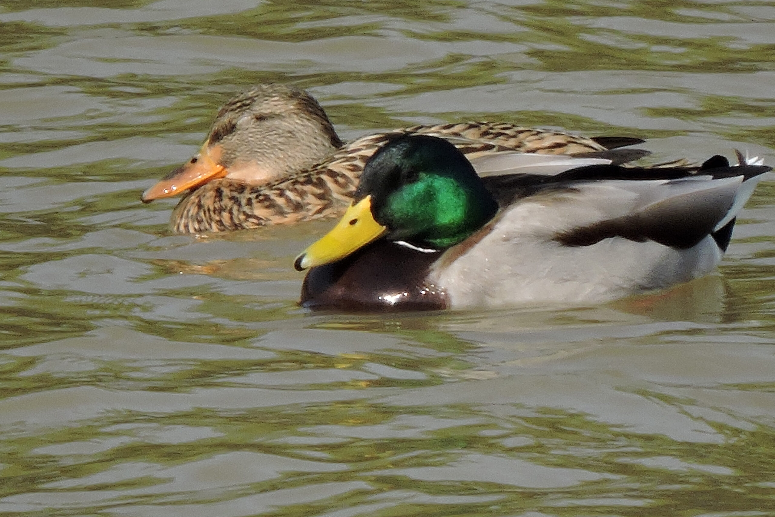 migratory-birds2