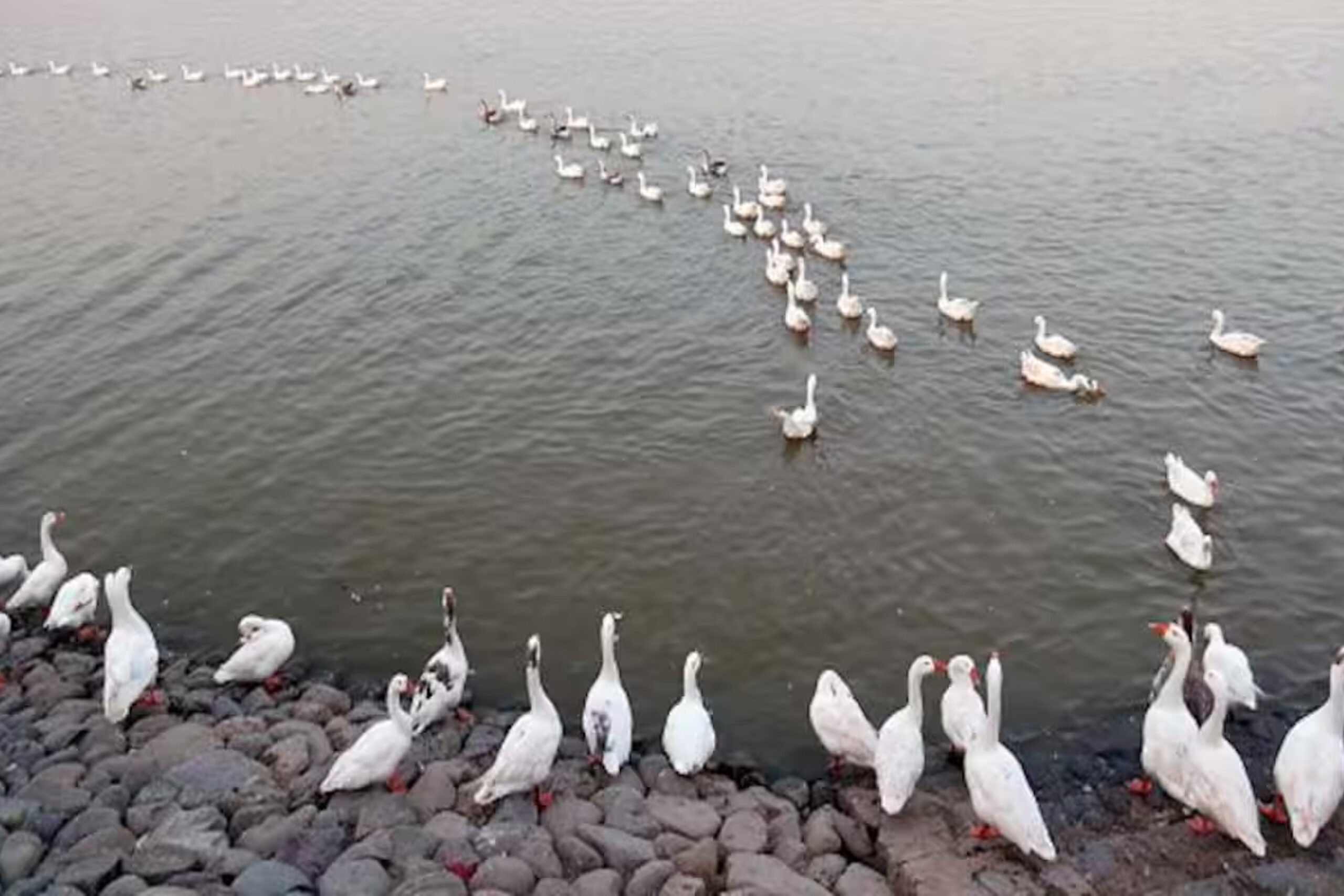 migratory-birds3