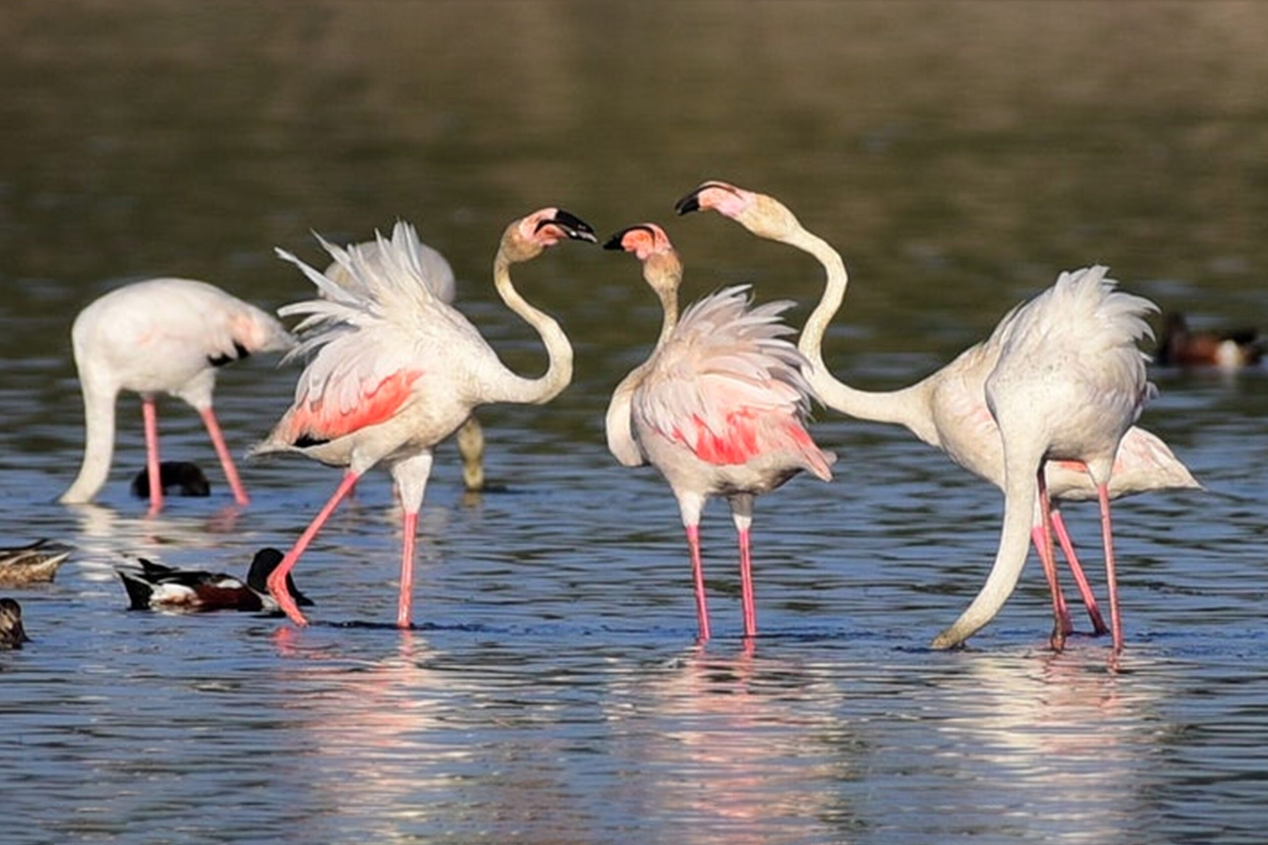 migratory-birds34
